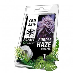 hash cbd purple haze