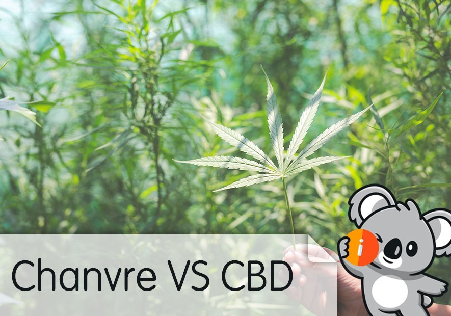 Chanvre VS CBD : c'est quoi la différence ? Huile, bienfaits, avis et effet