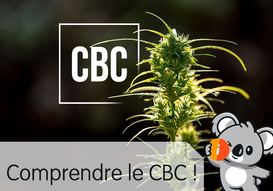 CBC (Cannabichromène) : Effets, légalité, achat et différences avec le CBD