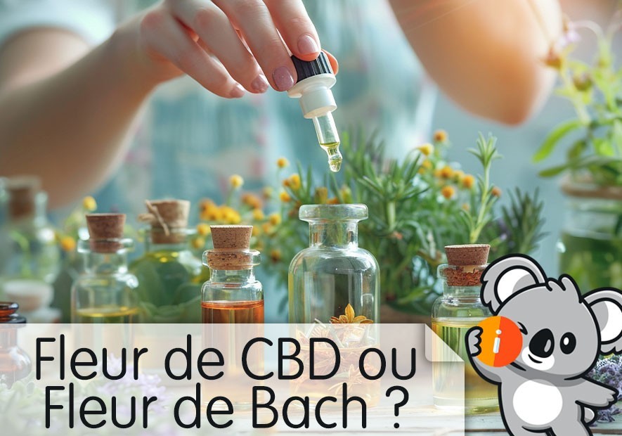 Fleur de CBD ou de Bach : quelles différences ? Avis et effet