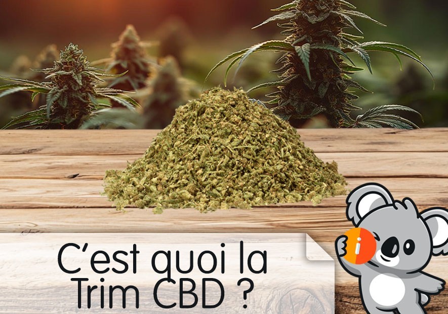 La trim CBD à fumer, infusion : c'est quoi ? Différence fleur de CBD, avis et effet