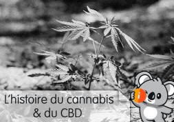 L'histoire du cannabis et du CBD en France et dans le monde, date découverte