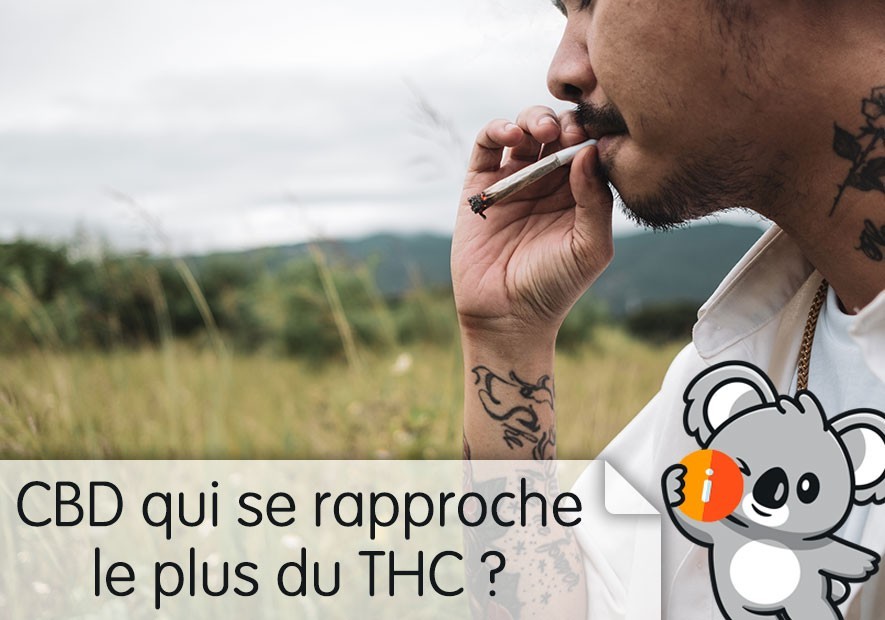 CBD qui se rapproche le plus du THC ? Le plus puissant à fumer en France, défonce, plus fort, fait planer