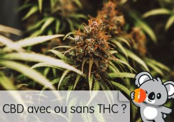 CBD avec ou sans THC ? Différences, douleurs, pour se relaxer, conduite