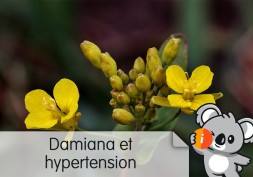 Damiana et hypertension, tension artérielle | Avis et effets, bienfaits plante