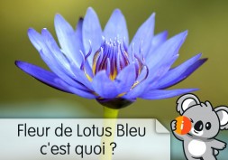 Fleur de Lotus Bleu c'est quoi ? : avis et effet psychoactif, infusion, à fumer