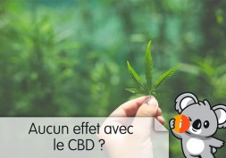 Pourquoi certaines personnes ne ressentent aucun effet avec le CBD ?