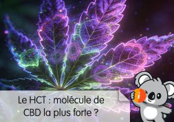 HCT CBD c'est quoi ? | Avis effet psychoactif, nouvelle molécule la plus forte 2026, légal