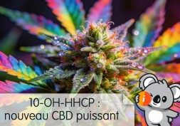 10 OH HHCP : avis et effet psychoactif, CBD le plus puissant légal en France