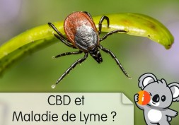 CBD et Maladie de Lyme : avis effet, symptômes, traitement maladie auto-immune