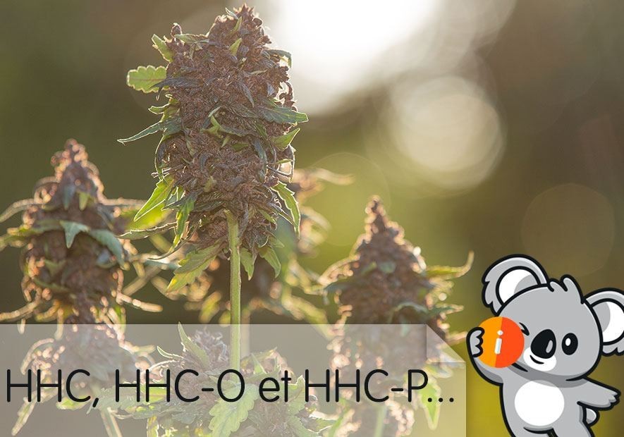 HHC, HHC-O et HHC-P : effets, différences et avis