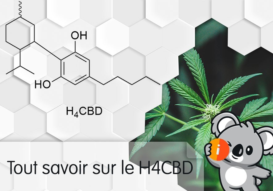 Tout savoir sur le H4CBD ✔️ effets et bienfaits nouveau HHC | dosage