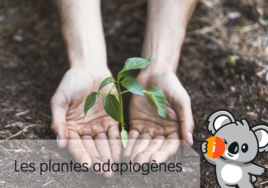 Plantes & Champignons Adaptogènes efficaces ? bienfaits | définition