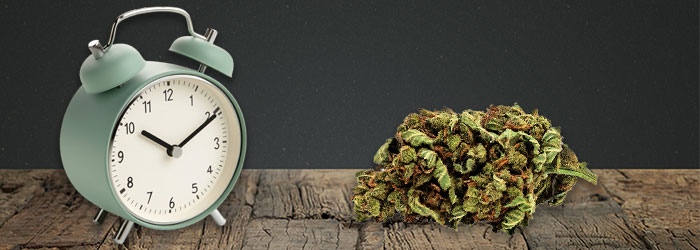Comment conserver la fleur de CBD longtemps ? Durée, périmée, effets