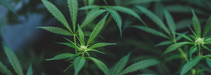 cbd et cbg cest quoi