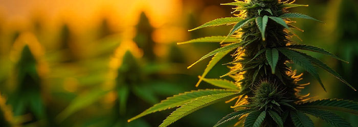 differences entre cbd et cannabis recreatif