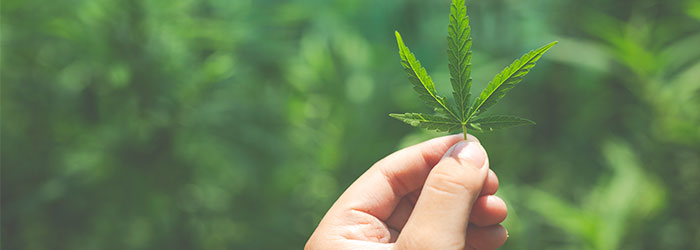 cbd comment ça marche