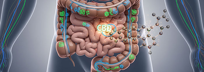 cbd digestion comment ça marche