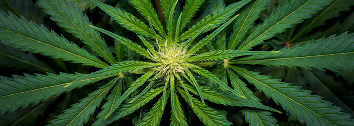 cbd plus proche du thc