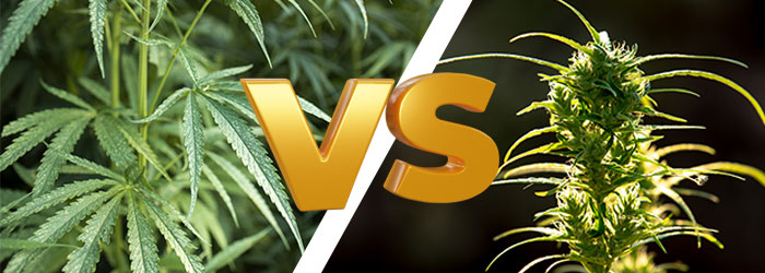 cbd vs chanvre