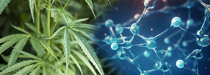 différence entre cbd et nicotine