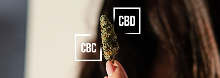 CBC vs CBD