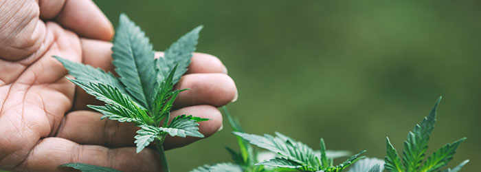 cultiver du cbd chez soi