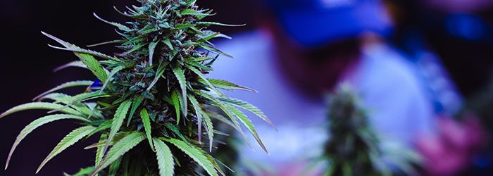 elfbar nachfüll pod läuft aus Mellow Fellow THCP Disposable Vape | 0.5g